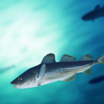 Cod Spawning Movements and Sounds Become Music