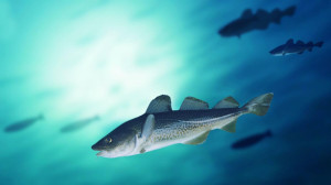 cod