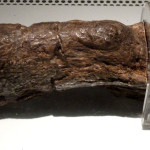 PaleoFaeces in Paris